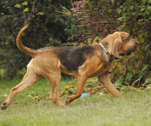 Cythar Ivaliruz (CZ Imp) pictured at 11 months old.
